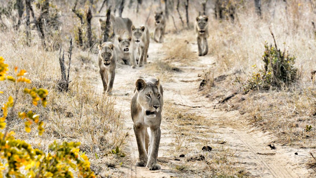 Hwange is Zimbabwe's biggest national park, covering more than 14,600 square kilometers.