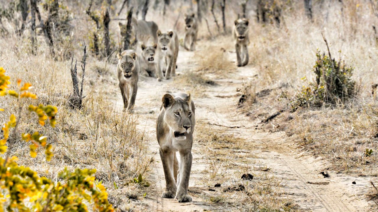 <strong>Hwange National Park, Zimbabwe: </strong>Zimbabwe's biggest national park, covering more than 14,600 square kilometers, is thought to boast a greater diversity of mammals (108 species) than any other national park in the entire world. 