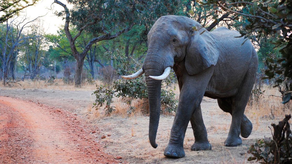 South Luangwa was established as a National Park in 1972.