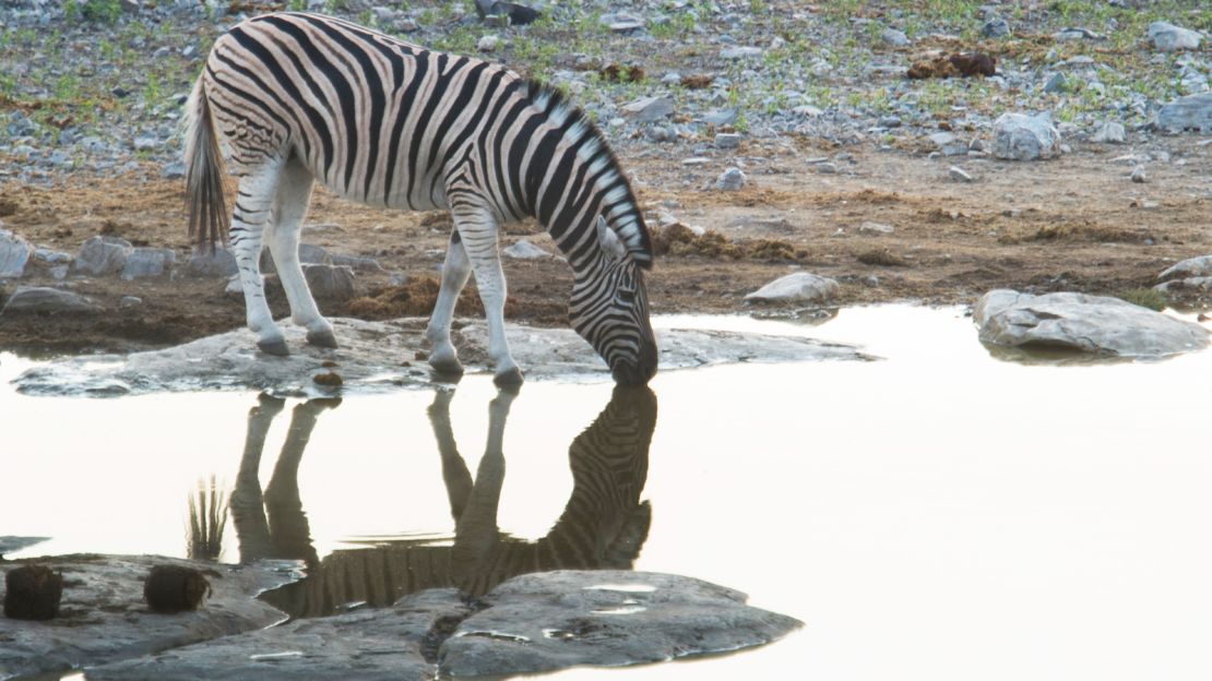A zebra drinks at one of Etosha National Park's many waterholes.