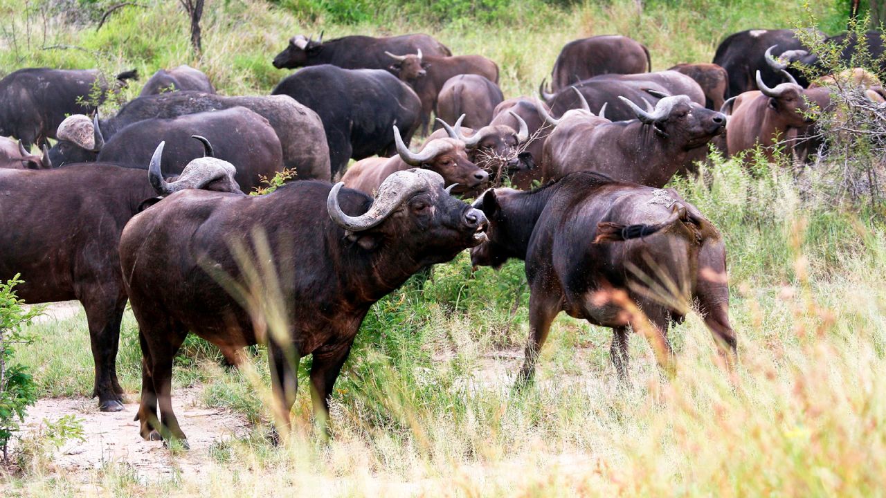 All of the Big Five animals can be found at Kruger National Park.