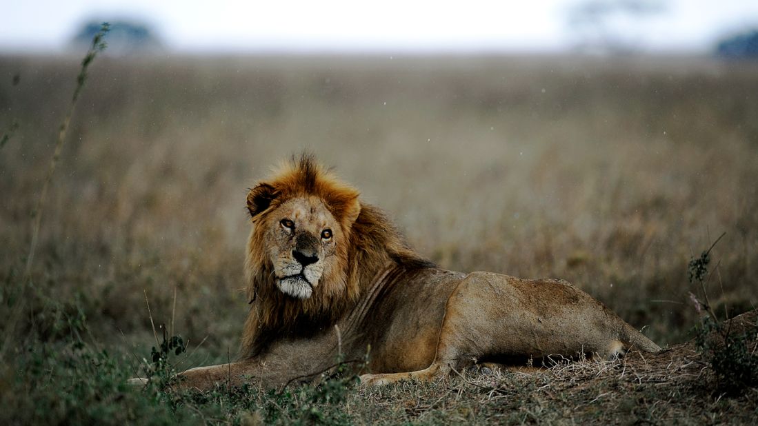 African safari: best national parks to view wildlife CNN