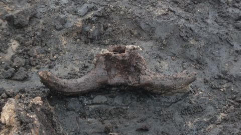 The site included the skull of an auroch, an extinct species of cattle.