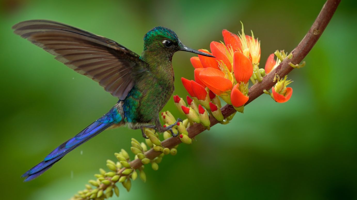 <strong>Birdwatching in Serranía del Perijá: </strong>Colombia is home to more than 1,900 bird species -- the highest number in the world. The country is rich with birdwatching opportunities.