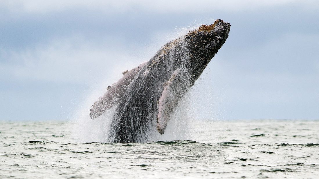 <strong>Whale watching: </strong>Humpback whales migrate annually from the Antarctic Peninsula, arriving along the Colombian Pacific Ocean coast.