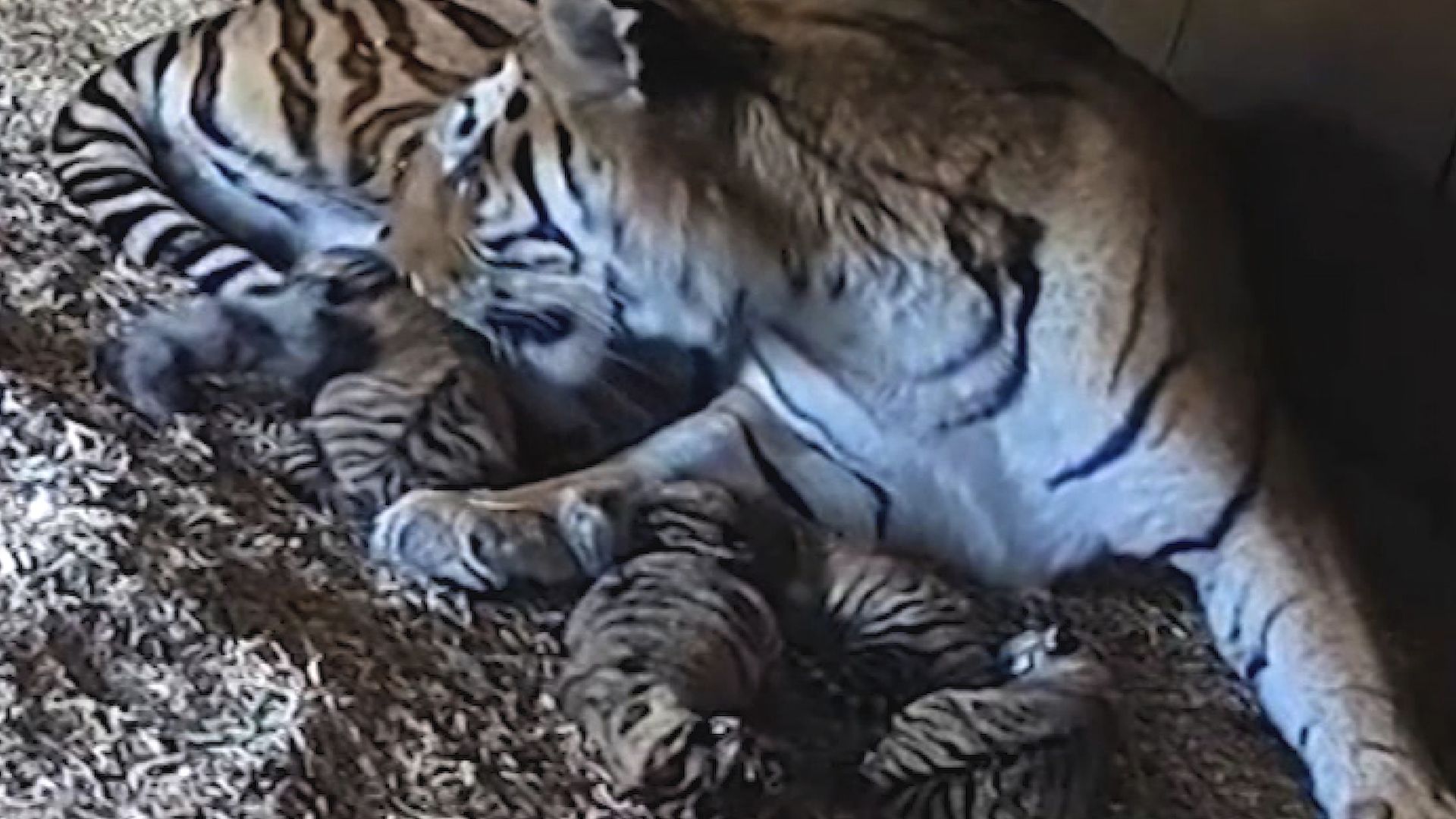 Rare tiger cubs in zoo hospital