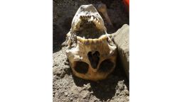 The man's skull shows some fractures, archaeologists say, but is mostly intact.