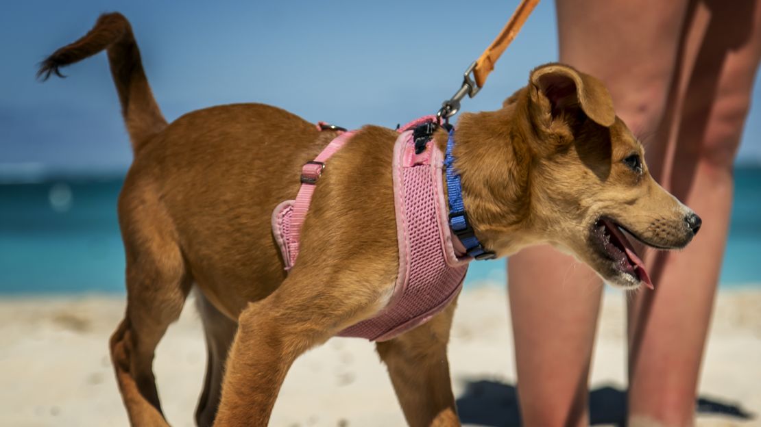 Tourists can take potcakes out on morning "socialization walks."