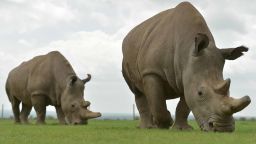 Najin (R) and Fatu, the only two remaining female northern white rhino, graze in her paddock on March 20, 2018 at the ol-Pejeta conservancy in Nanyuki, north of capital Nairobi.