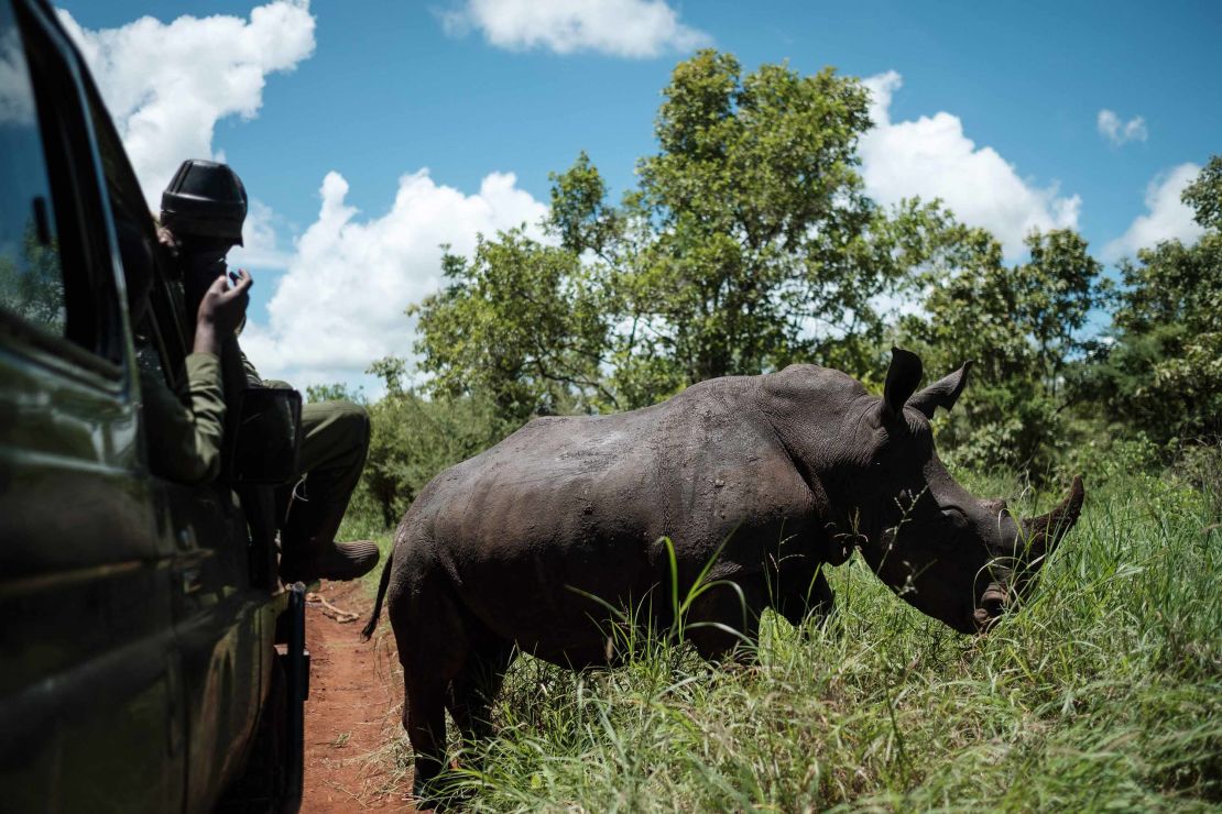 Southern white rhinos are a subspecies closely related to northern white rhinos.