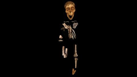The foot is one part of a partial skeleton of a 3.32 million-year-old skeleton of an Australopithecus afarensis child dubbed Selam. 