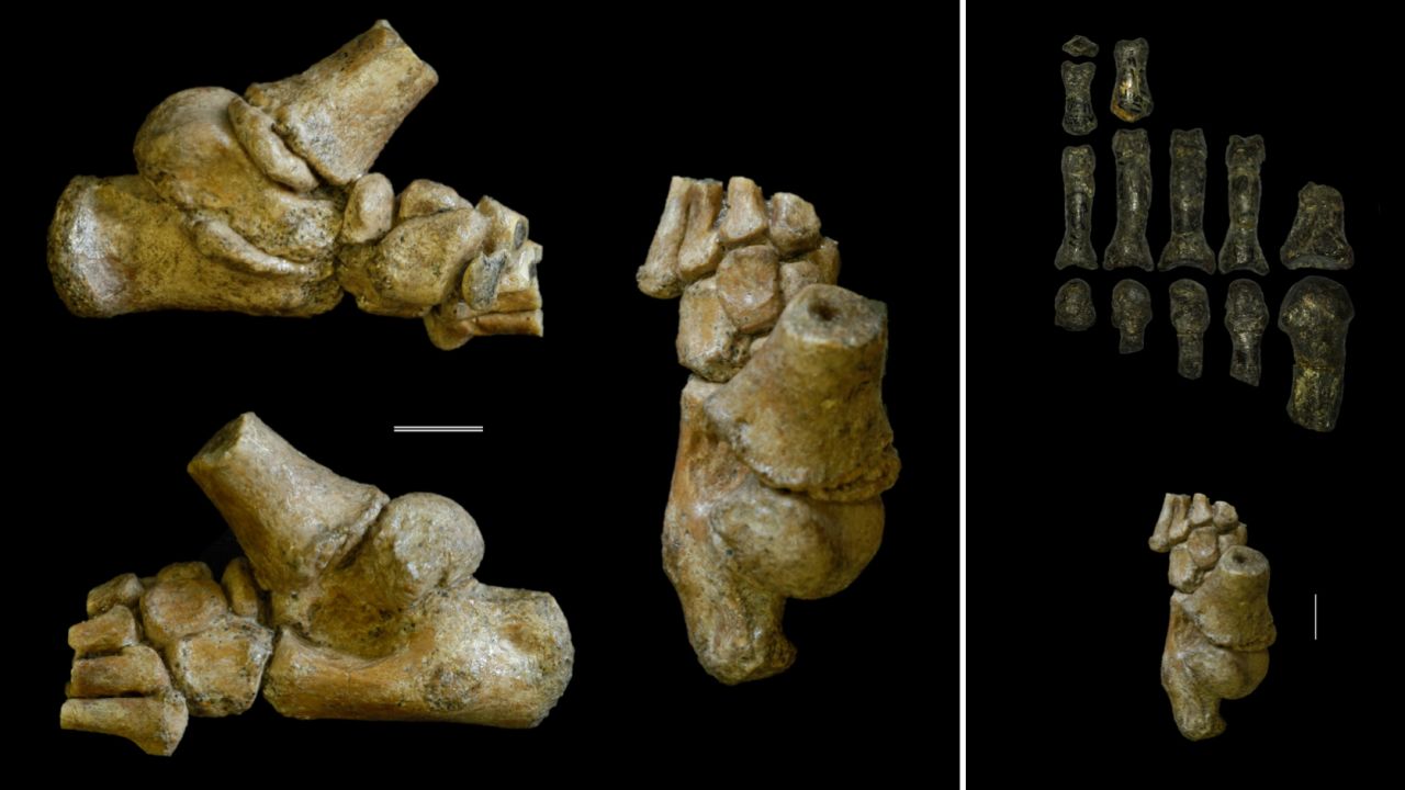 Left images: The 3.32 million-year-old foot from an Australopithecus afarensis toddler shown in different angles. Right images: The child's foot, bottom, compared with the fossil remains of an adult Australopithecus foot.