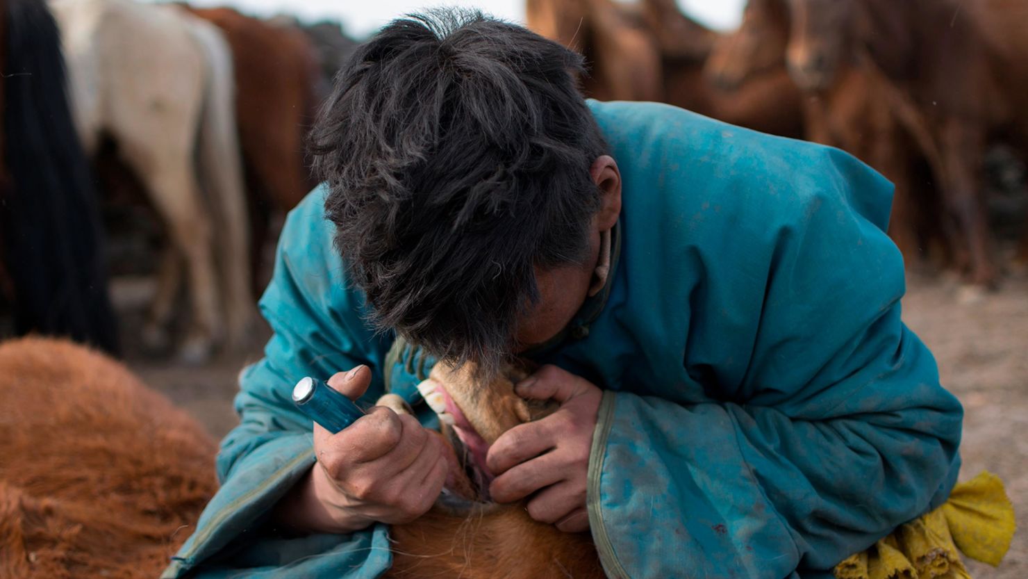 Mongolian herder removing first premolar, or wolf tooth, from a young horse during the spring roundup using a screwdriver.