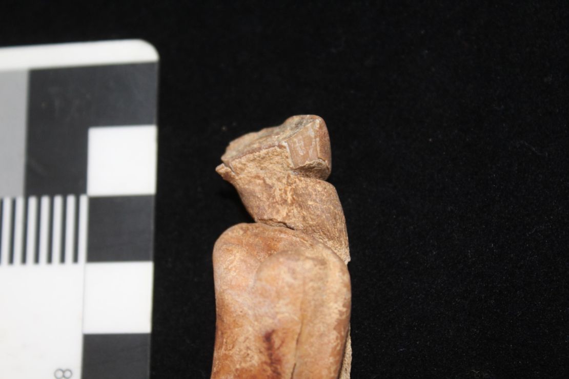 A horse tooth showing modification by humans. The upper incisor, or a wolf tooth, was recovered from a ritual horse burial in central Mongolia.