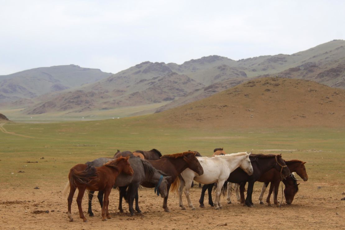 Horses congregate near a deer stone site in Bayankhongor, in central Mongolia's Khangai mountains. 