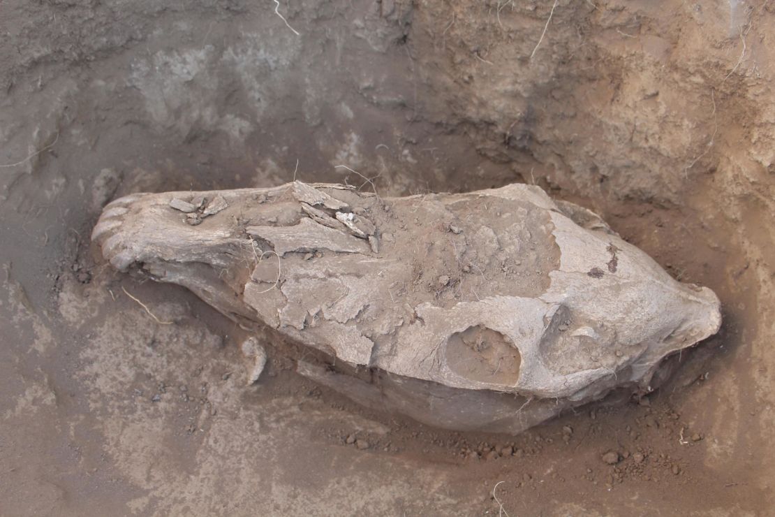The skull of a ritually-sacrificed horse from Bayankhongor, central Mongolia. 