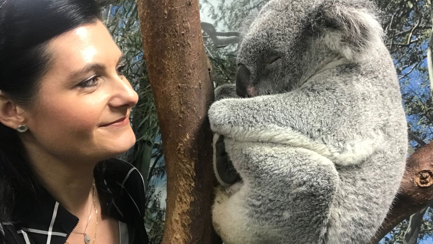 Rebecca Johnson, is director of the Australian Museum Research Institute, and one of the lead researchers of the Koala Genome Consortium.