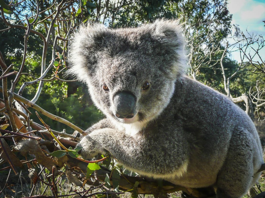 A wild koala in Victoria, Australia.