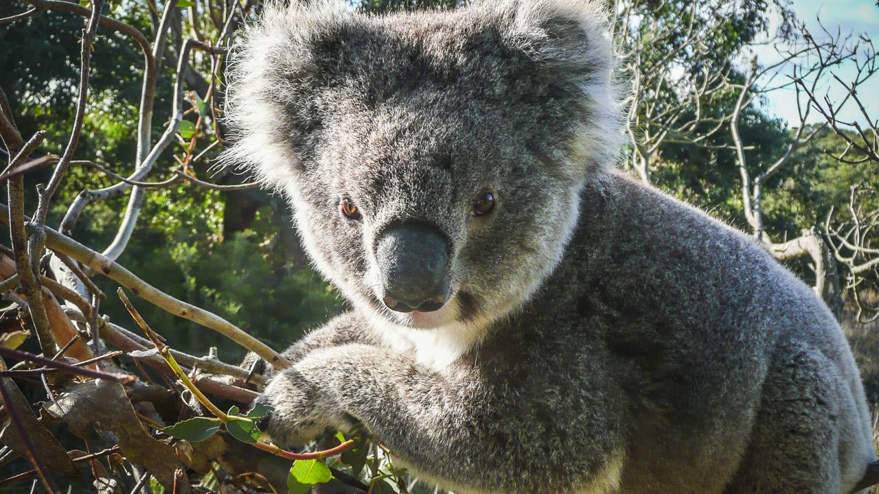 A wild koala in Victoria, Australia.