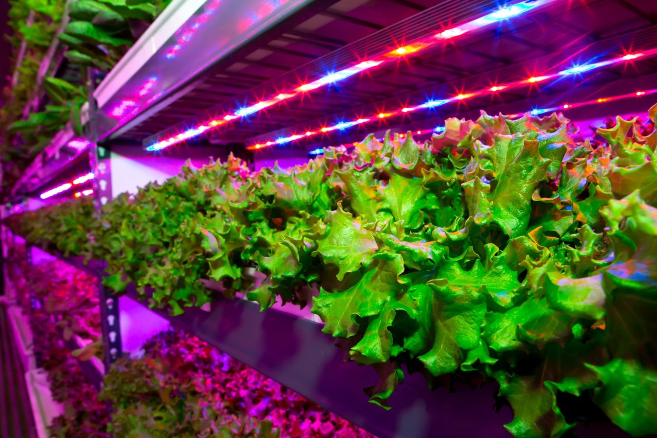A joint venture from agri-tech firm Crop One and Emirates Flight Catering says it will build the largest vertical farm in the world. Scroll through to discover ambitious vertical farming and indoor farming projects around the globe.