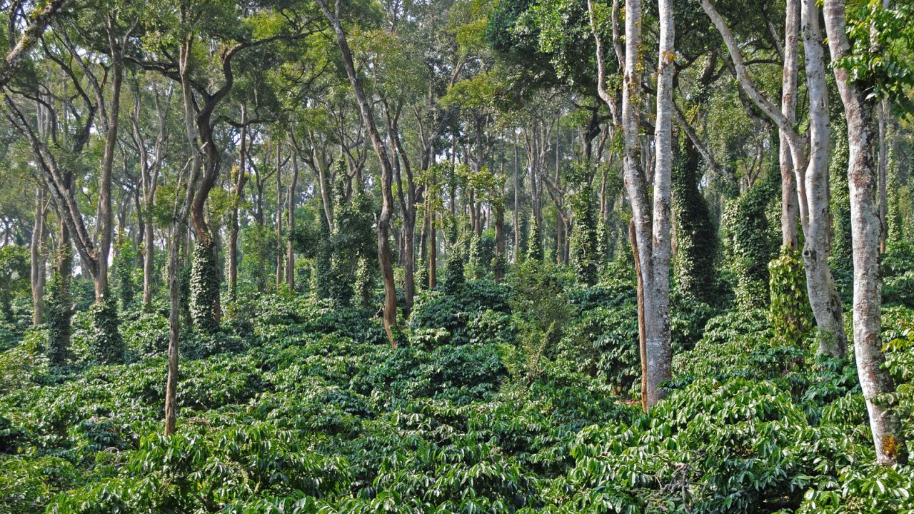 Evolve Back Coorg - India - coffee plantation