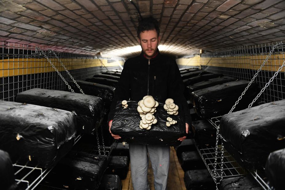 In a converted gunpowder warehouse in Strasbourg, France, a worker harvests oyster mushrooms at the "Bunker Comestible" farm. Carbon dioxide generated by the mushrooms helps to grow green produce.