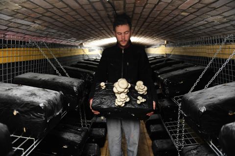 <strong>Bunker Comestible, France -- </strong>Inside "the edible bunker" a worker harvests oyster mushrooms. The company says the carbon dioxide generated by mushrooms in the bunker helps its green produce to grow.