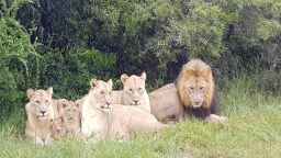 File photo of a pride of lions at the Sibuya Game Reserve in South Africa. Investigators say lions killed poachers who snuck onto the reserve to hunt rhinos.