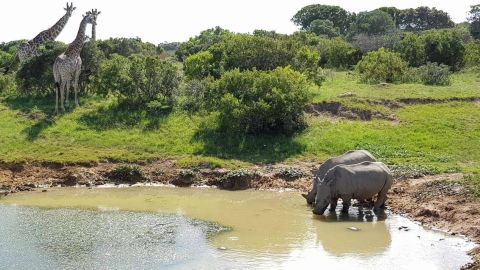 Rhinos are heavily protected at the Sibuya Game Reserve in South Africa