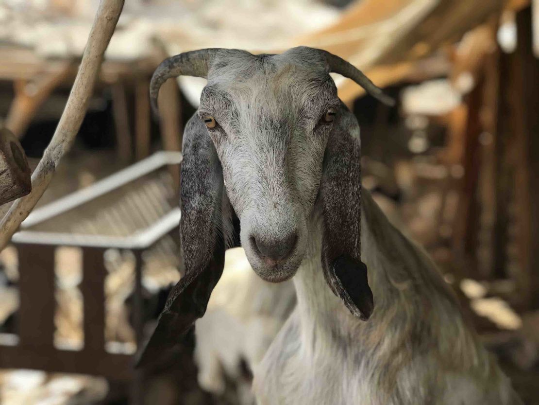 One of the village's goats. Most people in this community of Arab nomads, known as Bedouins, work as shepherds. 
