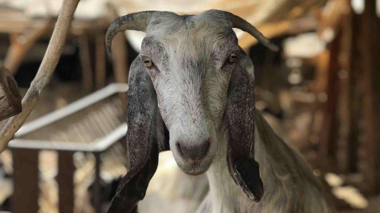One of the village's goats. Most people in this community of Arab nomads, known as Bedouins, work as shepherds.