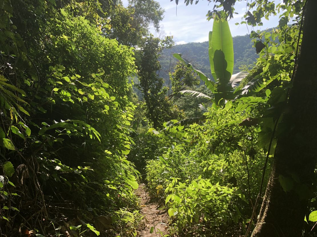 The area around the cave system in which the boys and their coach are trapped is heavily wooded and difficult to access. 