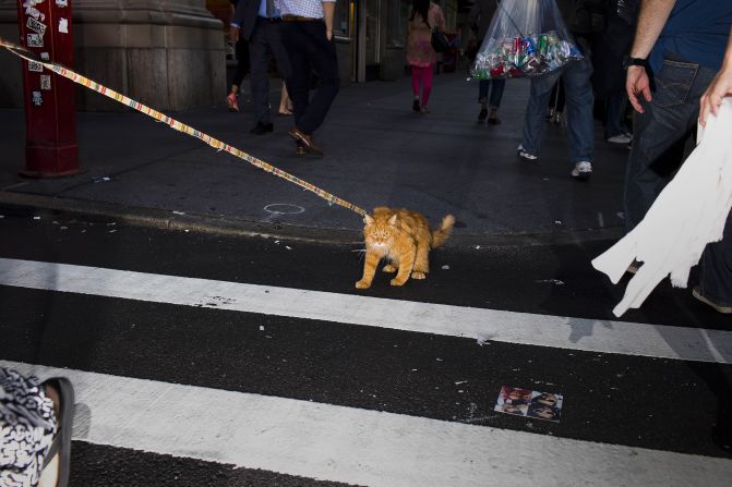 Taken after a cat show on in 2015, near the Algonquin Hotel. 