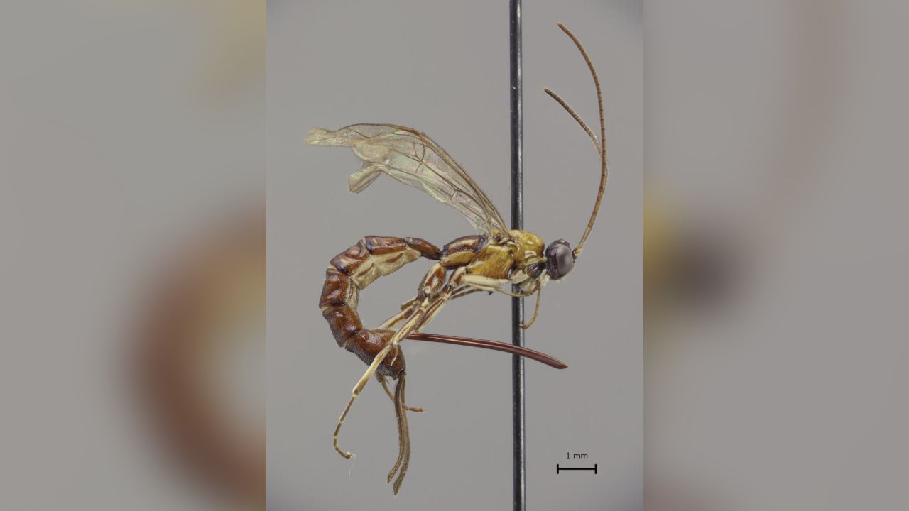 wasp stinger discovery