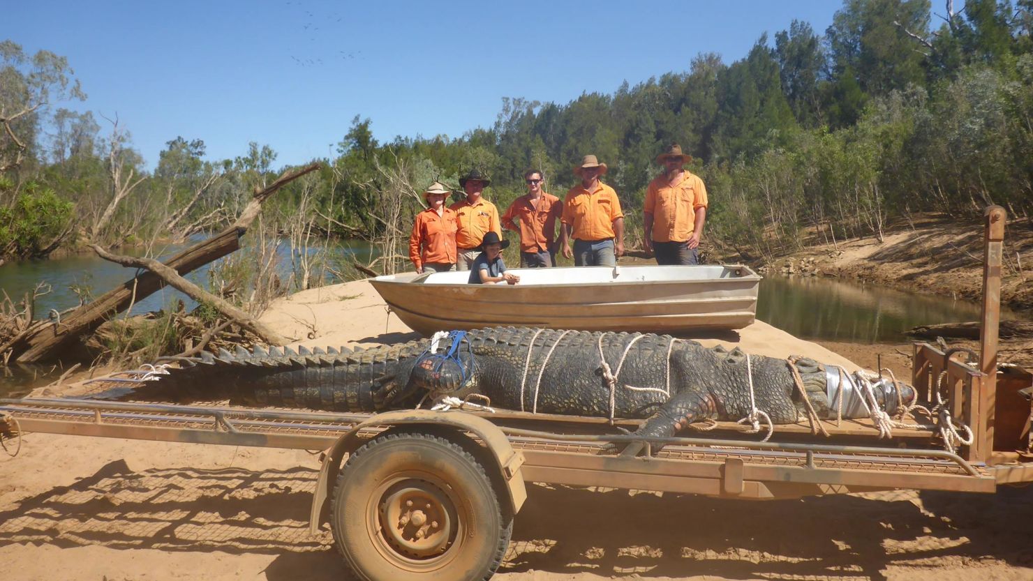 Wildlife rangers in the North Territory captured a mammoth crocodile Monday. 