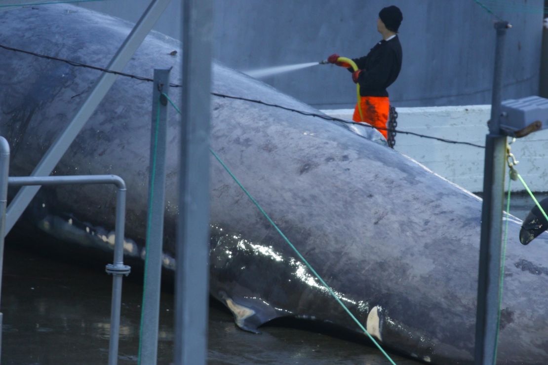 A member of the crew hoses down the whale. The hooked dorsal fin is characteristic of blue whales.