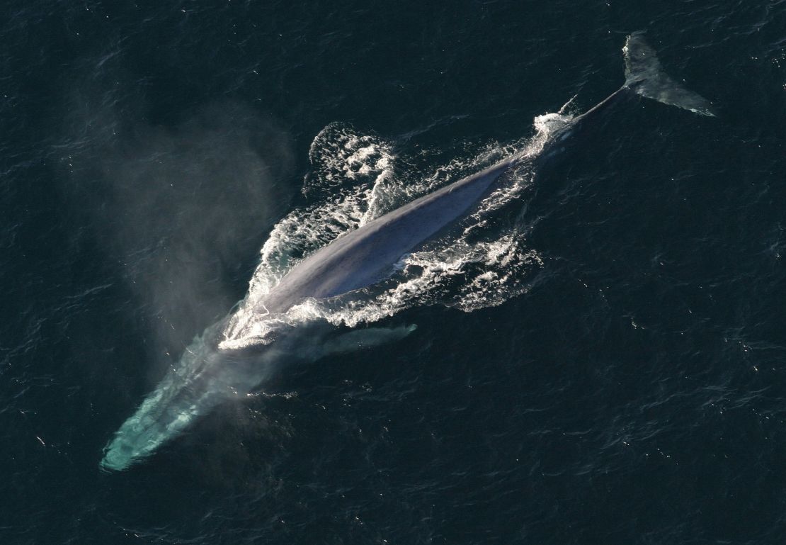 A blue whale can reach up to 30 meters long and weigh up to 200 tonnes.