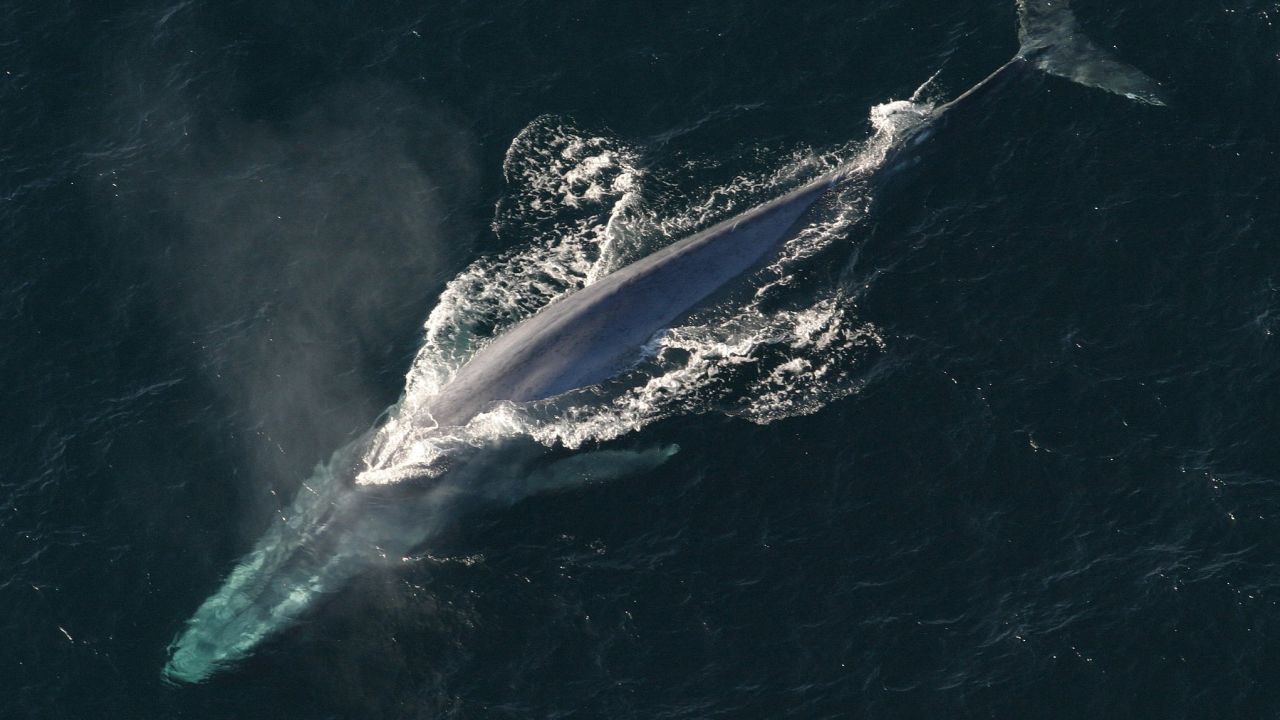 A blue whale can reach up to 30 meters long and weigh up to 200 tonnes.