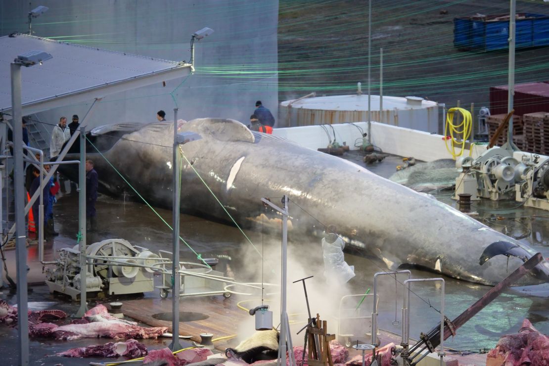 A whale at the Hvalur hf whaling station in Hvalfjordur, Iceland.