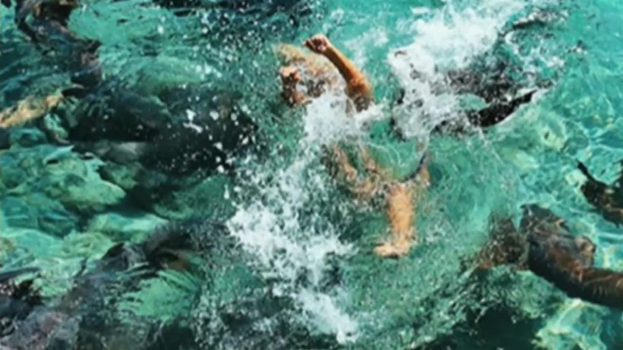 Zarutskie was pulled underwater by the nurse shark