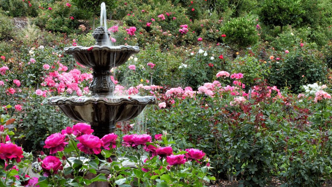 <strong>August in Portland, Oregon:</strong> Flowers and a fountain -- now that's soothing. Find this one at the International Rose Test Garden.