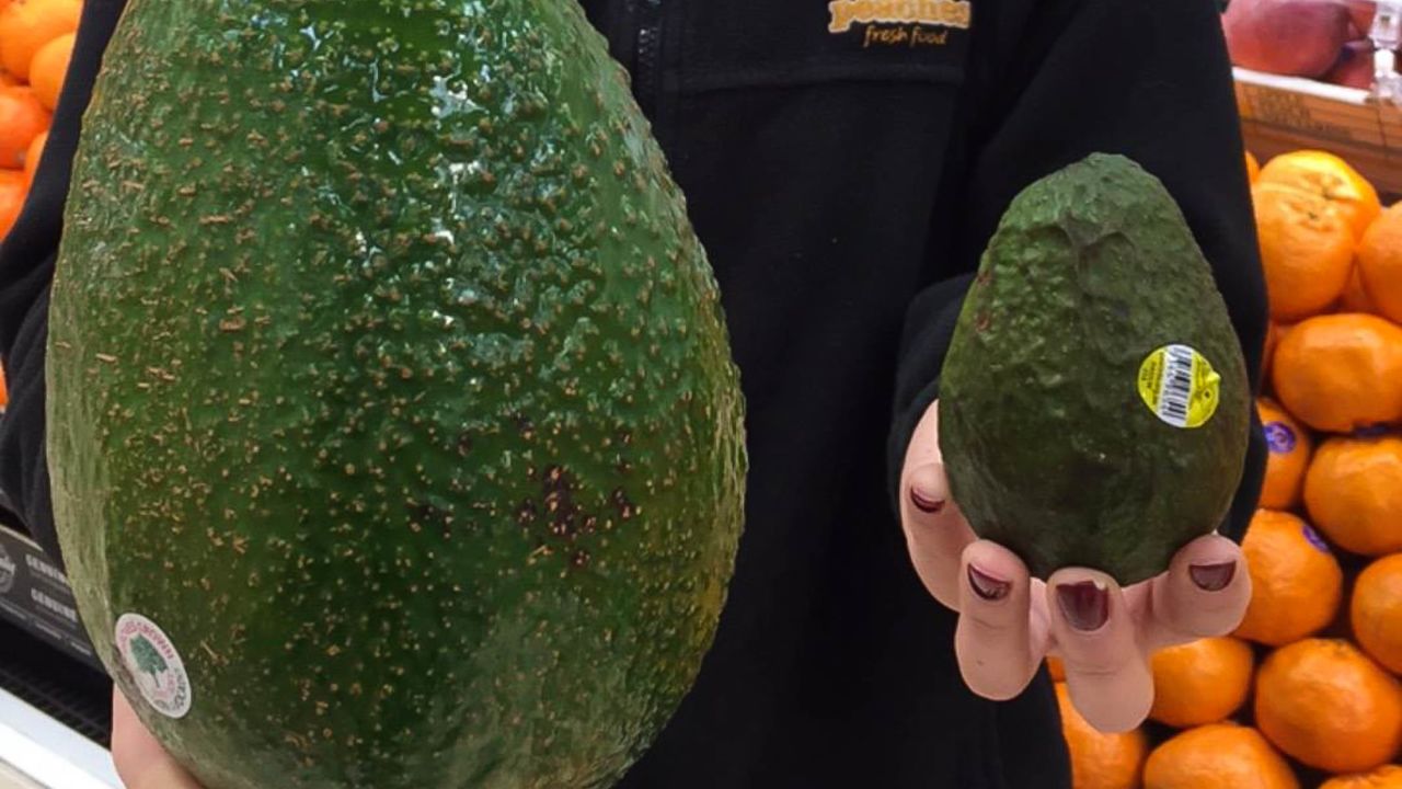 This giant avocado is on sale at Peaches Fresh Food in Feemantle, Western Australia.
