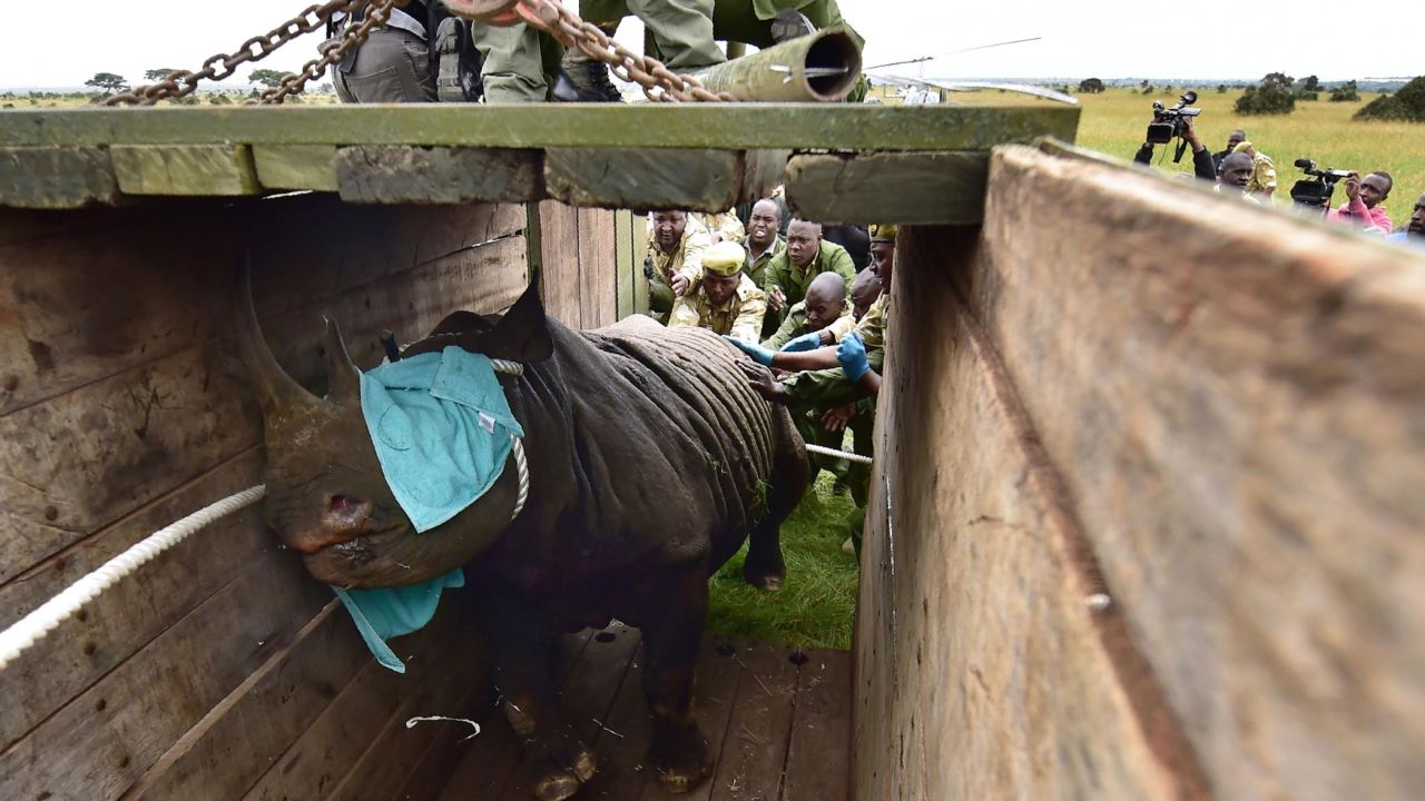 Kenya Wildlife Service staff loads a black rhino into a transport crate in June in Nairobi National Park.