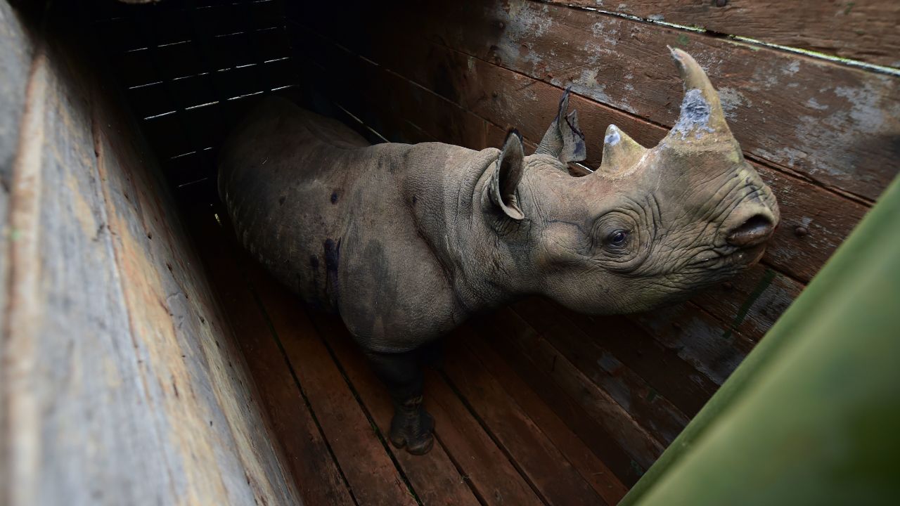 Kenya Wildlife Service team members load a black rhino into a transport crate last month.