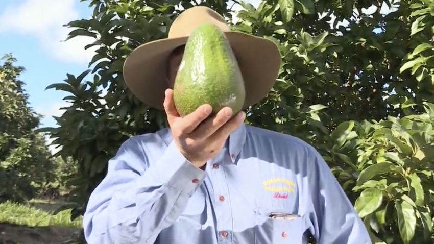 Giant Avocados