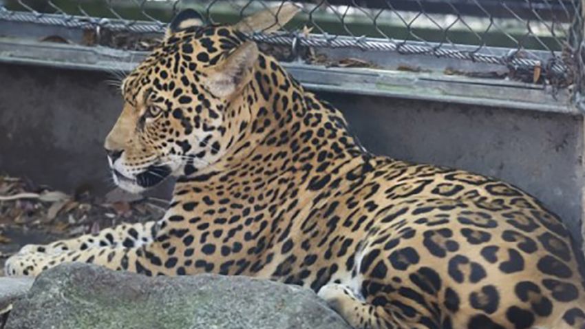 An adult male jaguar was reported to have escaped from its habitat at about 7:20 a.m. on Saturday, June 14 at the Audubon Zoo in New Orleans, Louisiana.