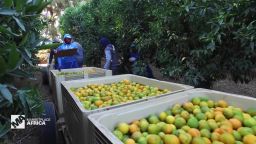 marketplace africa south africa citrus crop pest farmers scientists vision a_00000812.jpg