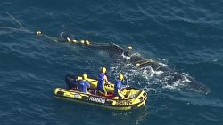 Three members from the Queensland Boating and Fisheries Marine Animal Release Team cut the whale free from shark net