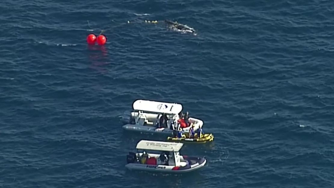 Members of the Sea World and Queensland Boating and Fisheries rescue teams prepare to free the whale.