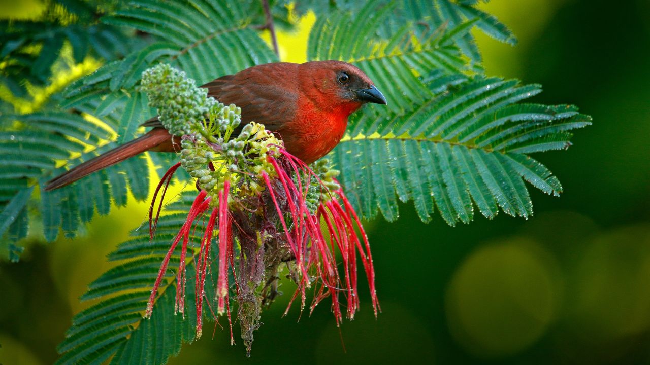Bird watching can be quite restorative. The is a red-throated ant tanager found in South America. But interesting birds are found around the world.